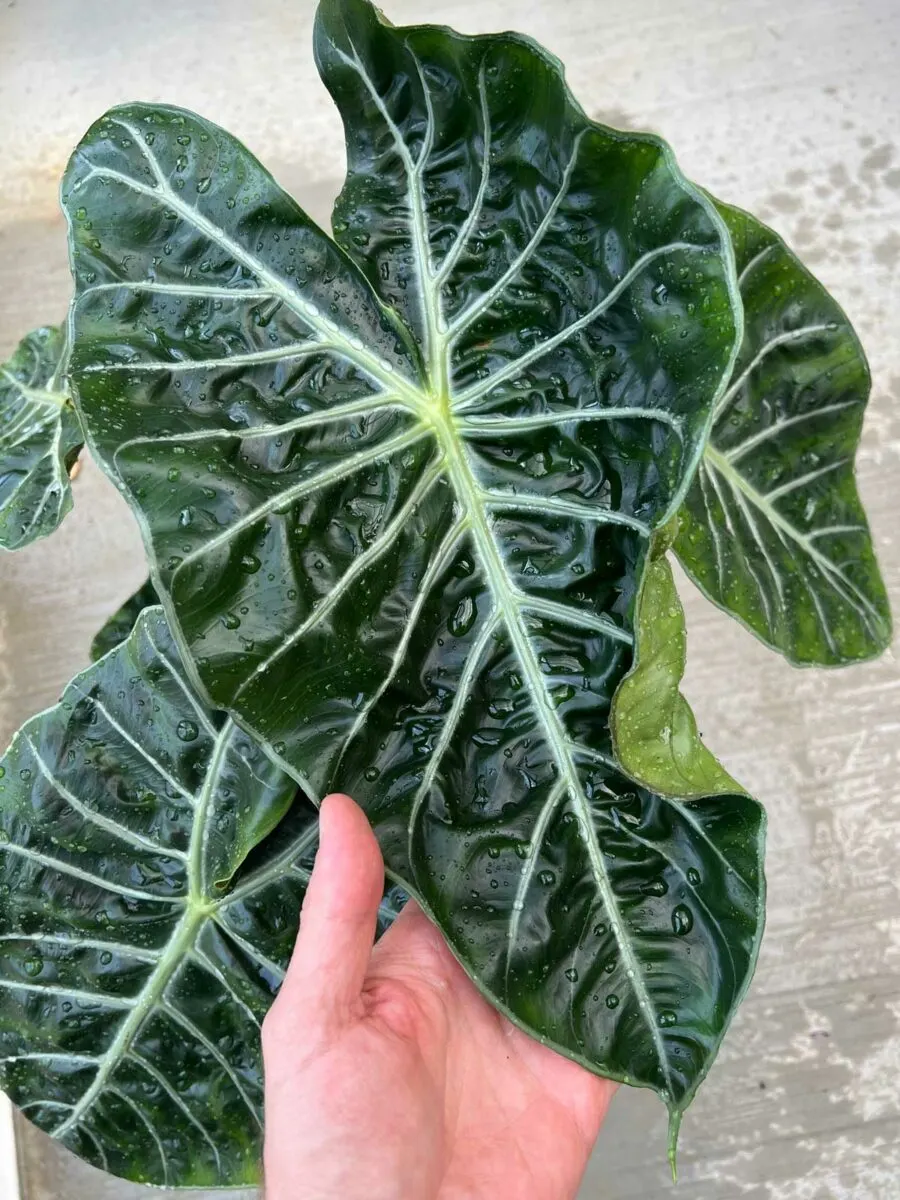 ALOCASIA 'NAIROBI NIGHTS' — Aroidpedia